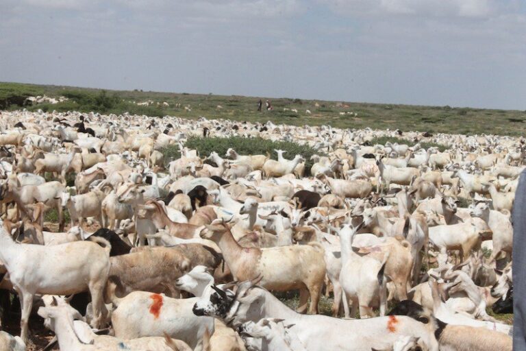 Mid kamid ah dhaqaatiirta Baladweyne oo ka digay halista cudurada ku dhaca xoolaha.