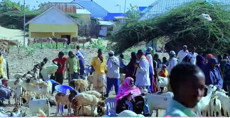 Sara u kac laga dareemayo qiimaha xoolaha suuqyada magaalada Kismaayo