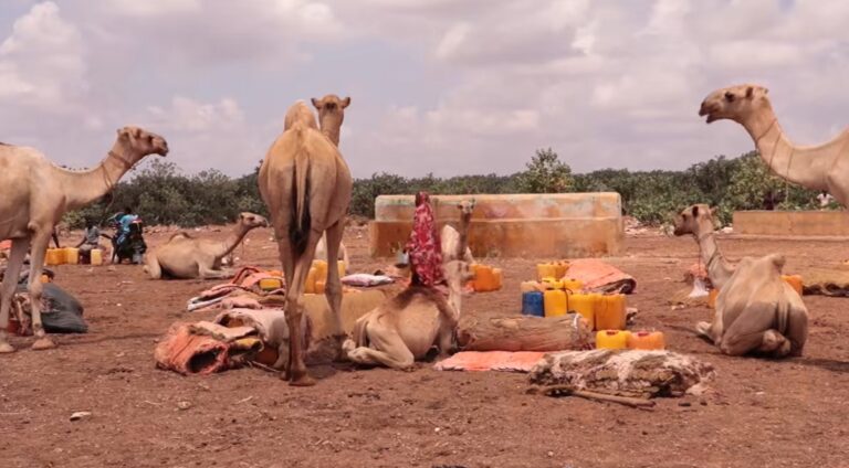 Biyo la’aan soo food saartay xoola dhaqatada degmada Aadan Yabaal.