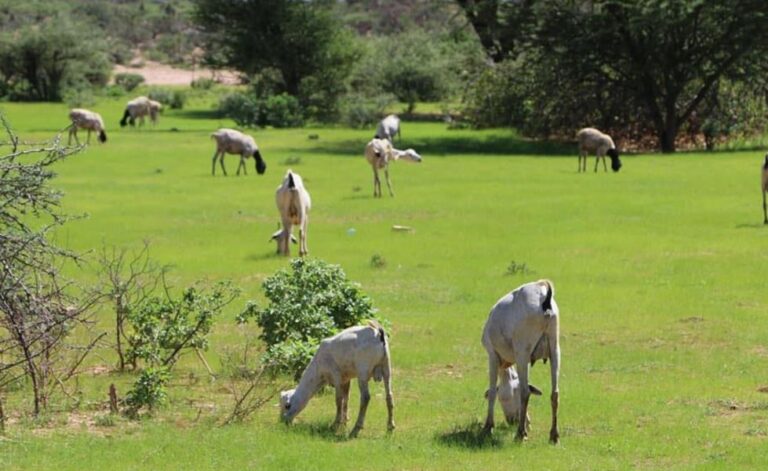 Mid ka mid ah dhaqaatiirta Baladweyne oo dadka xoolaha ku dhaqda magaalada ugu baaqay inay ku dadaal caafimaadkooda.