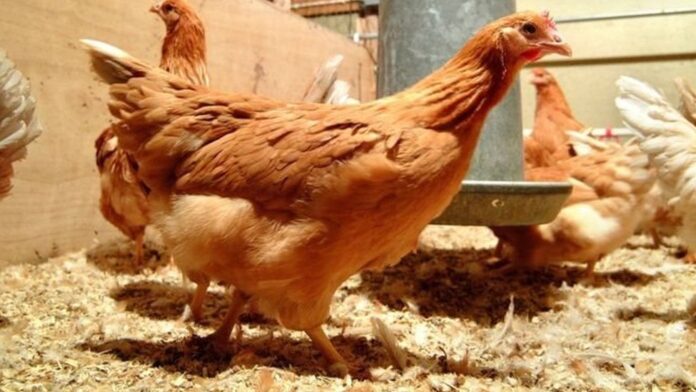 WhatsApp Image 2025-01-28 at 5.56.45 PM