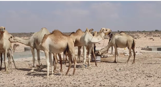 WhatsApp Image 2025-02-19 at 8.37.28 AM