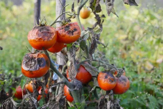 tomatoes-get-sick-late-blight-phytophthora-infestans-tomatoes-get-sick-late-blight-phytophthora-infestans-photo-150525410