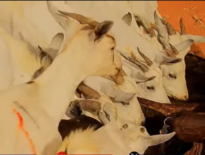 62cf8b5e-058a-427d-a4c3-c410d432e0ba