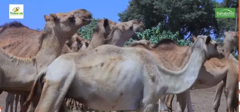 Abaar baahsan oo ka jirta deegannada hoos taga degmada lughaayo.