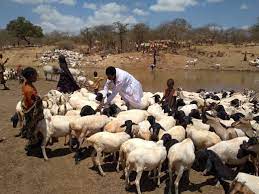 Ololaha talaalka Furuqa Xoolaha iyo daaweyntooda oo laga furay degmada Awaare