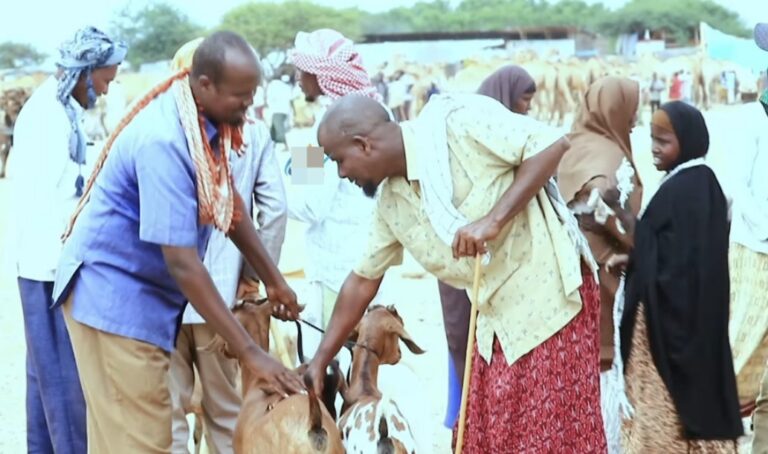 sara u kac balaaran oo ku yimid qiimaha la iibiyo Xoolaha. Dagmada Walanweeyn