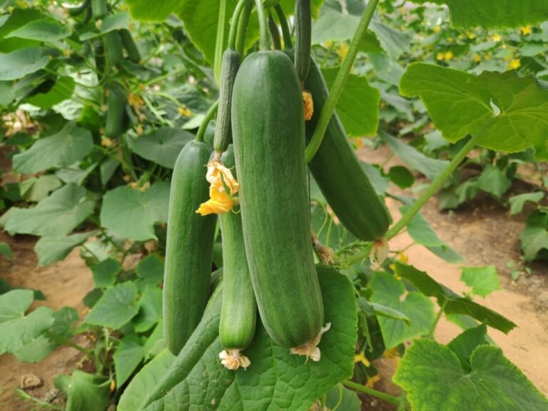 Beer lagu abuuray Qajaarka laga sameeyo cabitaanka oo laga hirgeliyay Baladweyne.