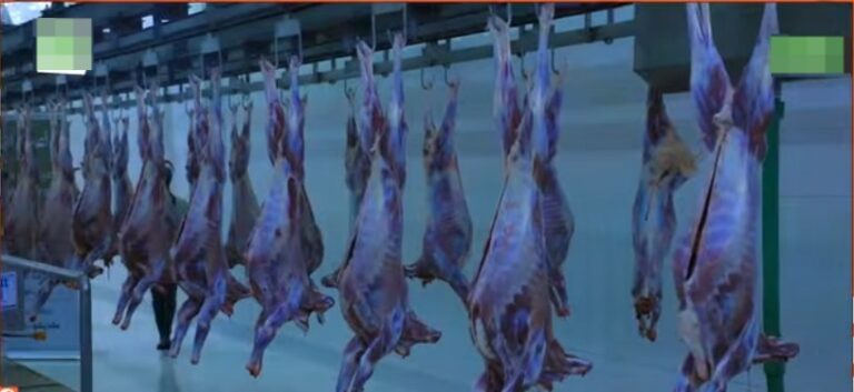 Mashruuc hilib loogu qeeybinayo in kabadan  29,200 oo qoys oo laga daahfuray Muqdisho