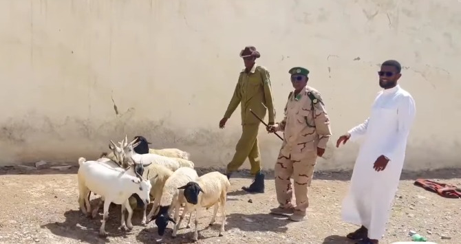 Xoolo loogu talagalay bukaanada  dhimirka la,a oo lagu wareejiyay maamulka  isbitaalka  Ceerigaabo