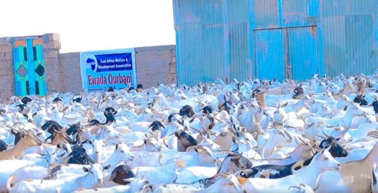 Deeq xoolo ah oo loo qeybiyay qoysaska danyarta ee ku nool kaammanka barakacayasha Burco.