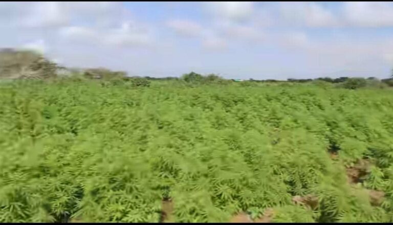 Laamaha amaanka dagmada Marka oo amar kasoo saaray dadka beerta waxyaabaha maanka dooriya