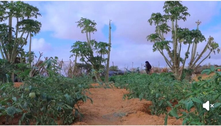 Beeraleeyda degmada Godobjiiraan oo ka cabana bacaad beeraha kusoo rogmaday